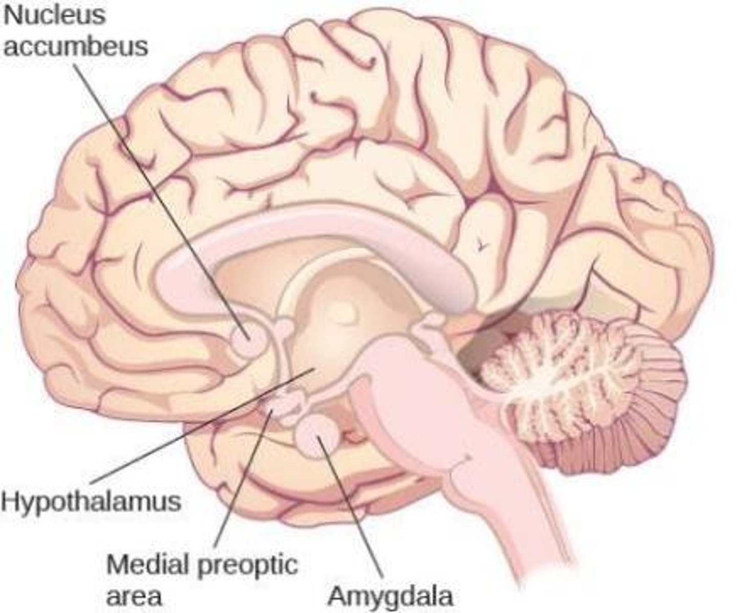 <p>Brain region crucial for regulating sexual behavior.</p>