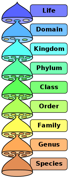 <p>Domain, Kingdom, Phylum, Class, Order, Family, Genus, Species</p>