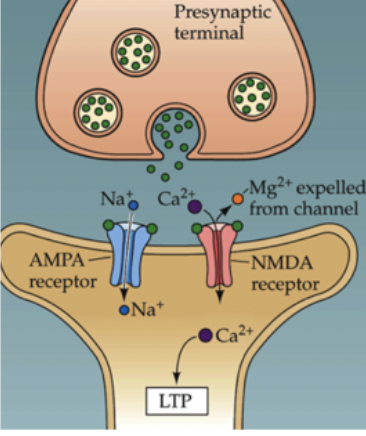<ul><li><p><span style="font-family: Calibri">Once NMDA receptors are activated, they allow calcium to enter the neuron.</span></p><ul><li><p><span style="font-family: Calibri">Leads to the activation of a second messenger pathway that results in the neuron being more excitable than normal</span></p></li><li><p><span style="font-family: Calibri">Explains why injured areas are more sensitive to stimuli that would normally not cause pain</span></p></li><li><p><span style="font-family: Calibri">When I rub my clothes against an area with sunburn</span></p></li></ul></li></ul><p>&nbsp;</p>