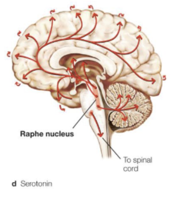 <ul><li><p>mood/cognition;</p></li><li><p><em>Raphe Nucleus</em>;</p></li><li><p>Depression;</p></li></ul><p></p>