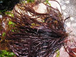 <p>thin brown filaments, tubular, discoid holdfast, haplodiplontic, microscopic tuffted hairs, no branching</p>