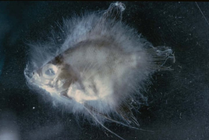 <p>Superkingdom?</p>