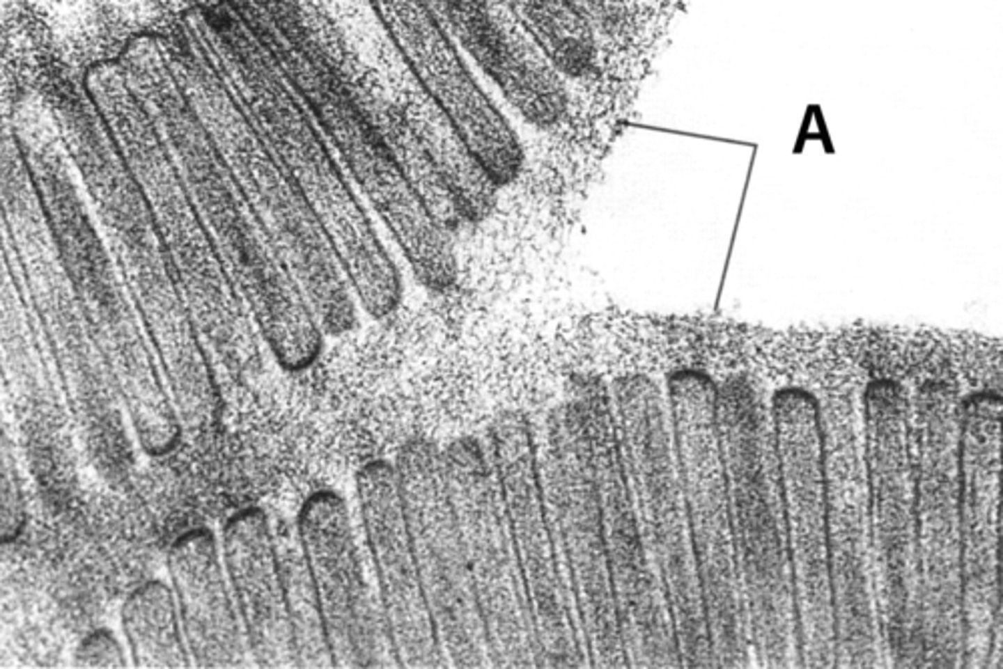<p>Surface of a cell covered with microvilli. increases surface area of a cell for absorption; in small intestine</p>