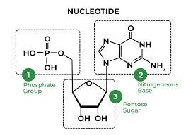 <p>A polymer consisting of many nucleotide monomers in a chain. The nucleotides can be those of DNA and RNA. </p>