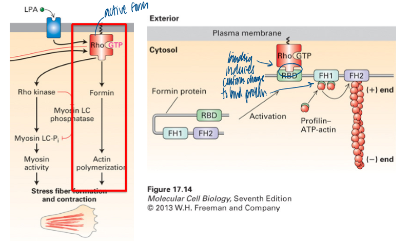 <p>formation of linear stress F-actin fibers</p><ul><li><p>binding induces conformational change to bind protein</p></li><li><p>formin and myosin (via ROCK) are activated; stress fibers and contraction for movement </p></li></ul><p></p>