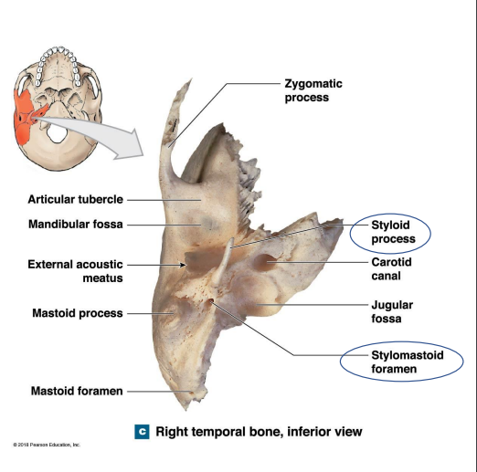 <ul><li><p>Styloid process - Ligament that support the hyoid (muscles: tongue, pharynx, and larynx)</p></li><li><p>Stylomastoid foramen _ facial nerve</p></li></ul>
