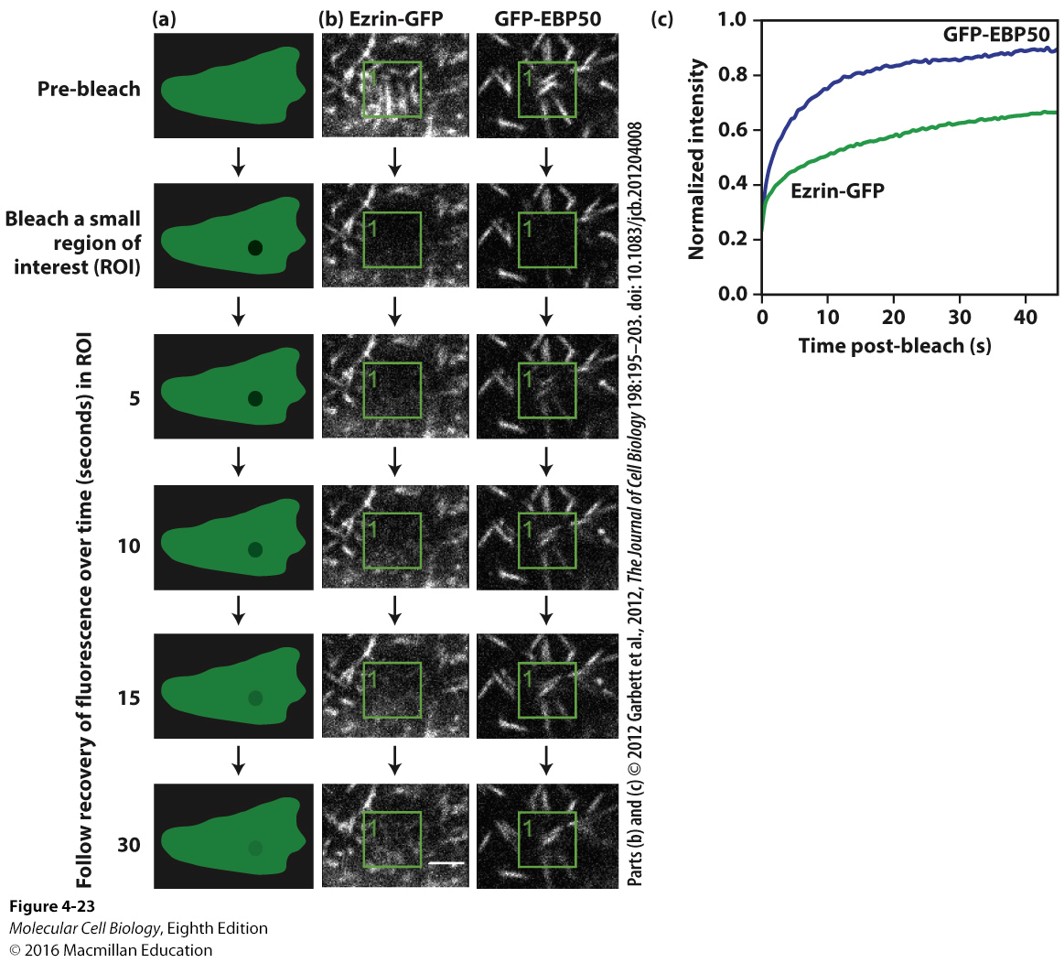 <p>Fluorescent Recovery After Photobleaching. Protein migration dynamics inside cell is measured by creating a small photobleached region and waiting for equilibrium.</p>