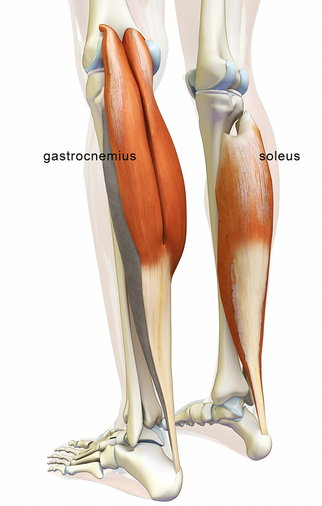 <ul><li><p>Plantar flexion</p></li><li><p>Pushing off the ground while walking</p></li><li><p>Helps to maintain posture by preventing the body from falling forward.</p></li></ul><p></p>