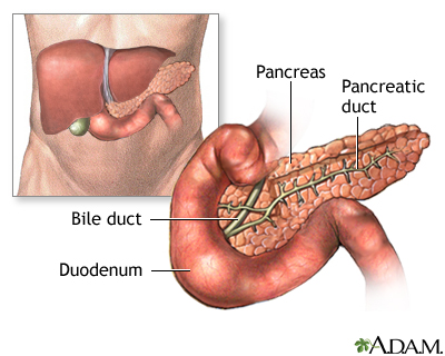 <ul><li><p>head (in duodenum)</p></li><li><p>body</p></li><li><p>tail </p></li></ul><p></p>