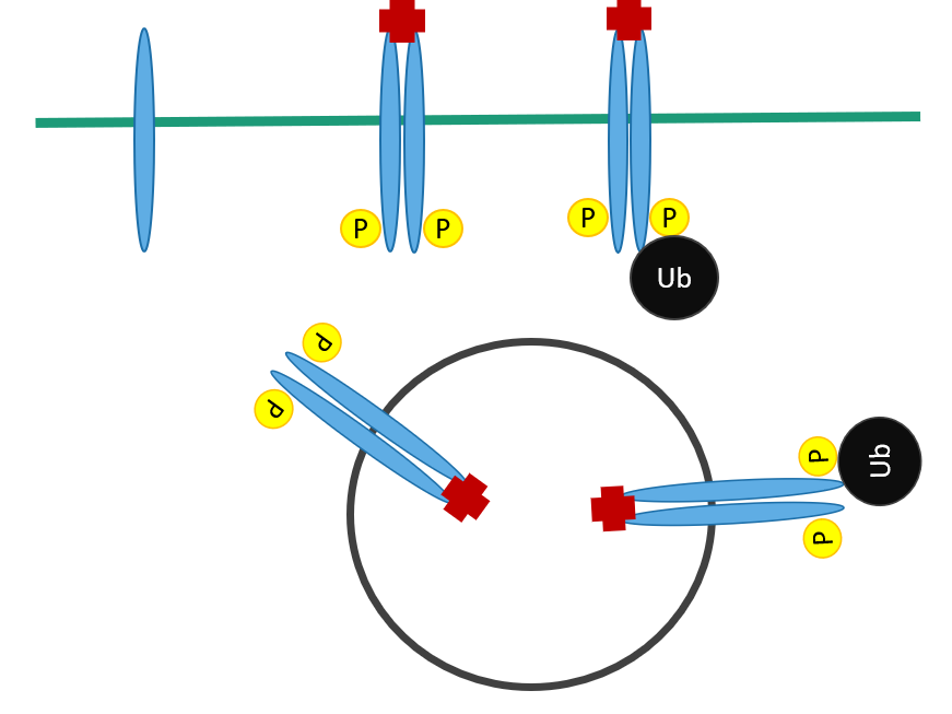 receptors are only endocytosed when bound to ligand

* receptors release ligand into early endosome (destined for lysosome)
* signal is degraded (has done its job)
* receptors are sometimes recycled and sometimes degraded

\
__example__: EGF

* __low EGF signal__: receptor dimer is phosphorylated, recycled to cell membrane
* __high EGF signal__: receptor dimer is ubiquitinated, degraded in lysosome