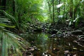 <p>a dense either tropical or temperate forest that receives lots of rain year round</p>