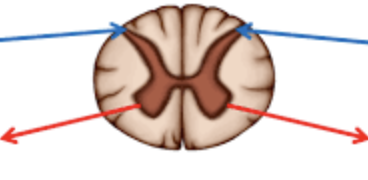 <p>what kind of neurons do the spinal cord roots contain? </p>