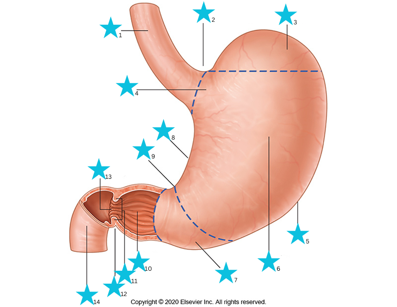 <p>What are the different structures of the stomach shown in the image?</p>