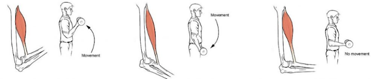 <p><span><span>1.concentric 2. eccentric 3. isometric</span></span></p>