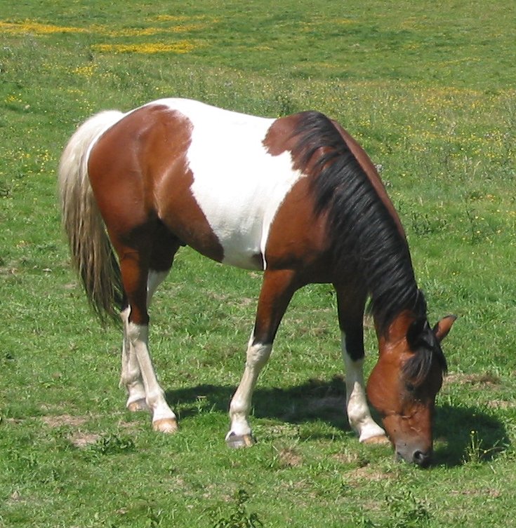 <p>Color pattern where white crosses the back between the withers and tail head</p>