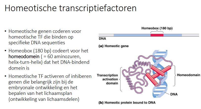 <ul><li><p>homeotische genen coderen voor homeotische TF die binden op specifieke DNA sequenties</p></li><li><p>Homeobox (180bp) codeert voor homeodomein (= 60AZ’en, helix-turn-helix) dat DNA bindend domein is</p></li><li><p>Homeotische TF activeren of inhiberen genen die belangrijk zijn bij de embryonale ontwikkeling en het bepalen van het lichaamsplan (ontwikkeling lichaamsdelen) (zorgen dat de juiste genen aan en uit gezet worden zodat juiste lichaamsdelen worden gevormd).</p></li></ul><p></p>