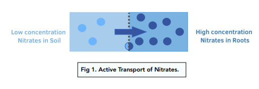 <p>opposite of diffusion( movement of particles from areas of low concentration to high concentration)</p><p>energy is needed</p>