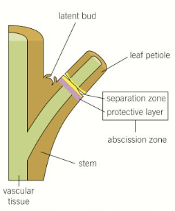 <ul><li><p><strong>Auxin levels drop and ethene is produced</strong> as the day length shortens and temperatures drop</p></li><li><p>This activates a layer of cells at the base of the leaf stalks, causing them to produce enzymes that break down the cell walls in the <strong>abscission zone</strong></p></li><li><p>The <strong>vascular bundles are sealed off</strong> and the fatty material <strong>suberin is deposited </strong>to form a <strong>waterproof protective scar layer </strong>preventing pathogen entry when the leaf falls</p></li></ul><p></p>