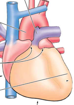 <p>Anatomie des Herzens &amp; Gefässe</p>