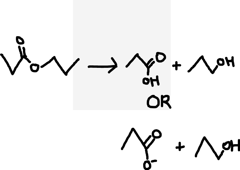 <p>Ester to carboxylic acid and alcohol (acid hydrolysis) or carboxylate ion and alcohol (alkaline hydrolysis)</p>