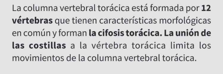 <p>Vertebra Torácica (T12)</p>