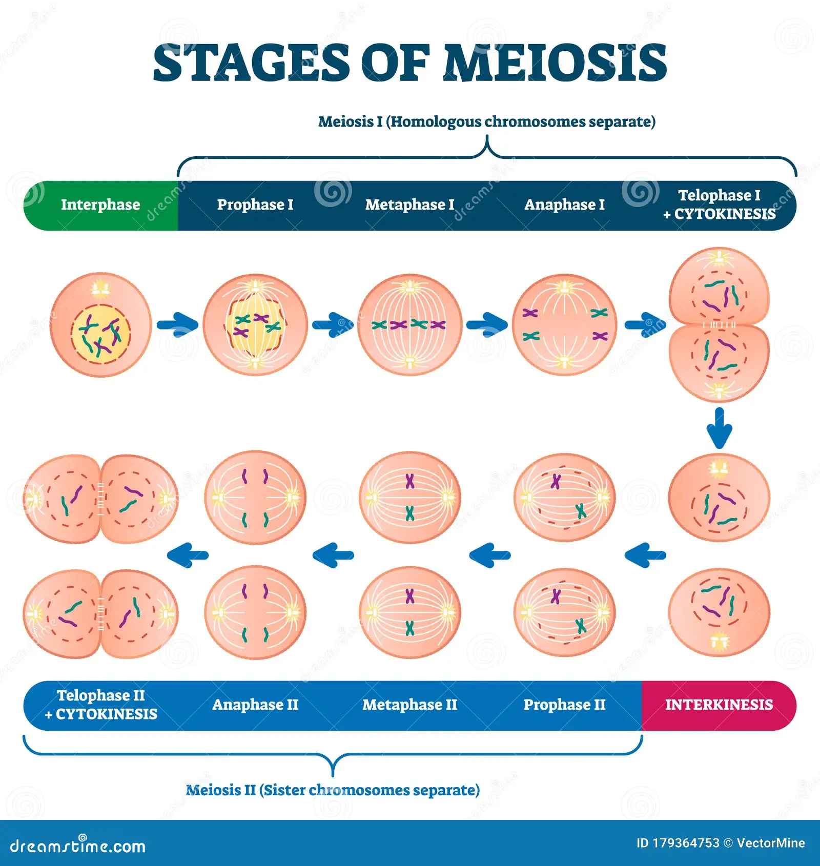 <p>Type of <strong>cell division </strong>that produces gametes with <span style="color: red">half </span>the number of <strong>chromosomes </strong>as the <span style="color: red">original cell </span></p><p><strong><em>Prophase I:</em></strong></p><ul><li><p>Chromosomes <span style="color: purple">condense </span>+ become visible </p></li><li><p>Homologous chromosomes (matching pairs) <strong>pair </strong>up </p></li><li><p><u>Crossing over:</u> sections of DNA are <span style="color: red">exchanged </span>between homologous chromosomes (increasing <span style="color: purple">genetic diversity</span>)</p></li></ul><p></p><p><strong><em>Metaphase I:</em></strong></p><ul><li><p>Homologous chromosome pairs <strong>line up </strong>in middle of cell</p></li><li><p><u>Independent assortment: </u>chromosomes are randomly arranged (<span style="color: red">variation</span>)</p></li></ul><p></p><p><strong><em>Anaphase I:</em></strong></p><ul><li><p>Homologous chromosomes are pulled apart to <strong>opposite </strong>ends of cells </p></li></ul><p></p><p><strong><em>Telophase I & Cytokinesis:</em></strong></p><ul><li><p>2 new cells <strong>form</strong>, each with half the original chromosome number (<span style="color: purple">haploid</span>)</p></li><li><p>Nuclear membranes may form temporarily </p></li></ul><p></p><p>MEIOSIS II (similar to mitosis)</p><p><strong><em>Prophase II:</em></strong></p><ul><li><p>Chromosomes <strong>condense </strong>again in born cells </p></li><li><p>Spindle fibres <strong>form </strong></p></li></ul><p></p><p><strong><em>Metaphase II:</em></strong></p><ul><li><p>Chromosomes<strong> line up </strong>at the <strong>centre </strong>of the cell </p></li></ul><p></p><p><strong><em>Anaphase II:</em></strong></p><ul><li><p>Sister chromatids are <strong>pulled </strong>apart to opposite sides </p></li></ul><p></p><p><strong><em>Telophase II & Cytokinesis:</em></strong></p><ul><li><p><span style="color: red">4 haploid cells form</span>, each genetically unique </p></li></ul><p></p>