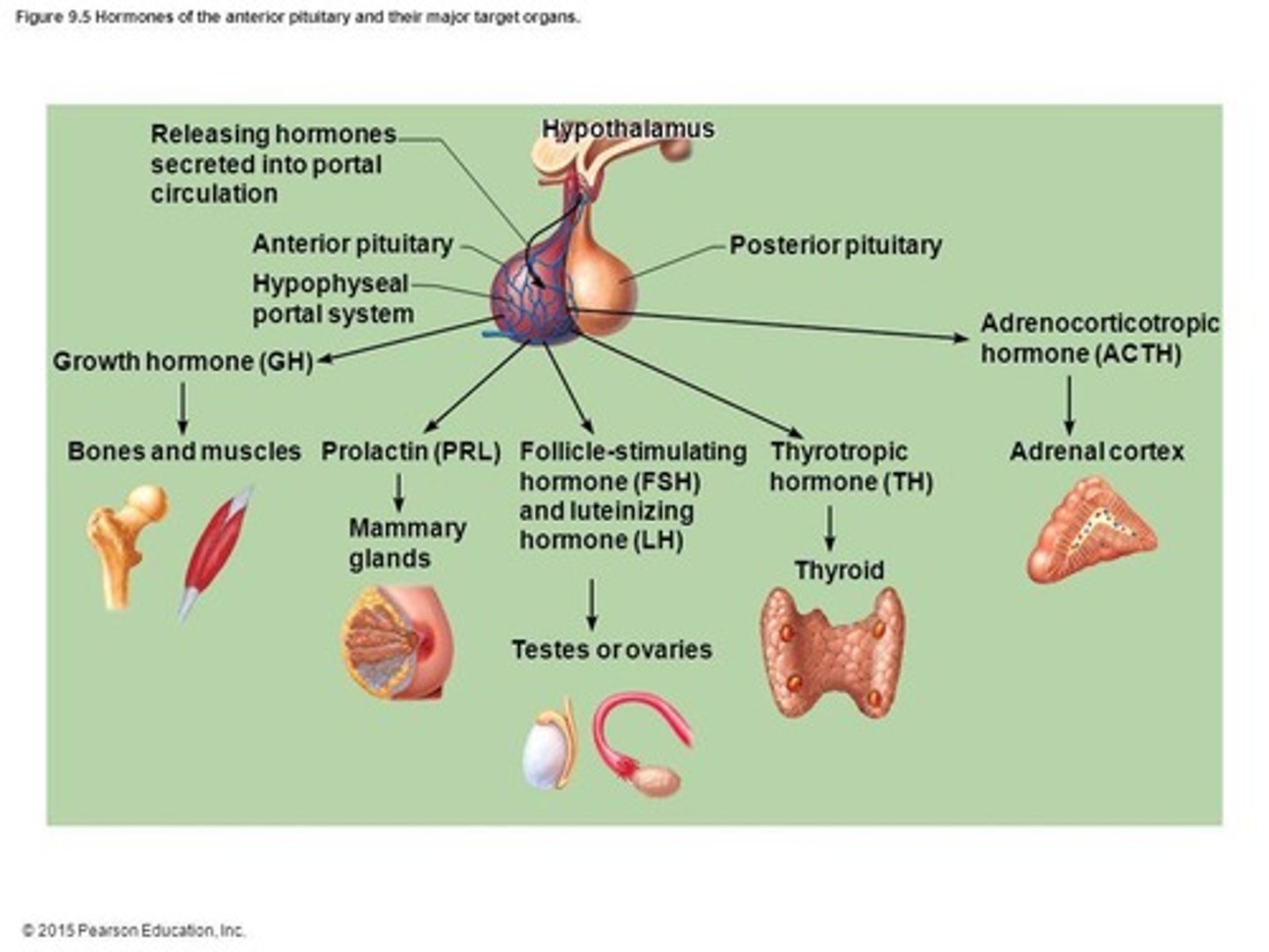 <p>GH, ACTH, TSH, FSH, LH, and prolactin.</p>