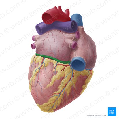 <p><strong>what is this </strong>- posterior view </p><p>(above left ventricle) </p>