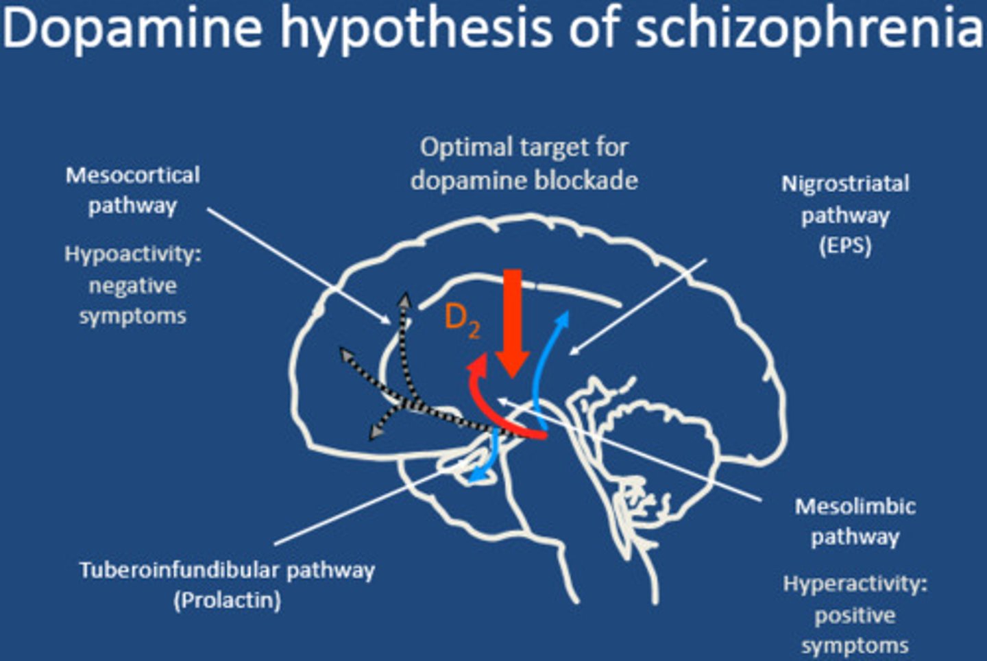 <p>a theory that schizophrenia is caused by imbalances with certain neurotransmitters which create an excess of dopamine in the brain</p>