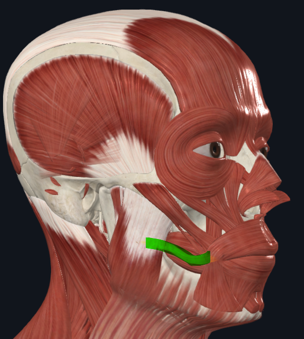 <p><strong>Nombre alterno: </strong>Músculo de la sonrisa‎</p><p><strong><mark data-color="yellow" style="background-color: yellow; color: inherit">Orígen: </mark></strong><mark data-color="yellow" style="background-color: yellow; color: inherit">Fascia parotídea‎</mark></p><p><strong><mark data-color="blue" style="background-color: blue; color: inherit">Inserción: </mark></strong><mark data-color="blue" style="background-color: blue; color: inherit">Comisura labial‎</mark></p><p><strong><mark data-color="red" style="background-color: red; color: inherit">Acción: </mark></strong><mark data-color="red" style="background-color: red; color: inherit">Desplazamiento lateral de la comisura labial, ‎La sonrisa</mark></p><p><strong><mark data-color="purple" style="background-color: purple; color: inherit">Inervación:‎</mark></strong><mark data-color="purple" style="background-color: purple; color: inherit"> Nervio Facial</mark><strong><br><mark data-color="green" style="background-color: green; color: inherit">Relaciones:‎ </mark></strong><mark data-color="green" style="background-color: green; color: inherit">Músculos vecinos cumplen la misma función pero no tan bien. (Buccinador)</mark></p><p><strong>Notas: </strong>Más horizontal que oblicuo‎</p><p>NO ES ELEVADOR DEL LABIO, desplaza lateralmente</p><ul><li><p>Músculo Inconstante</p></li><li><p>Puede ser digástrico e incluso trigástrico.</p></li></ul><p></p>