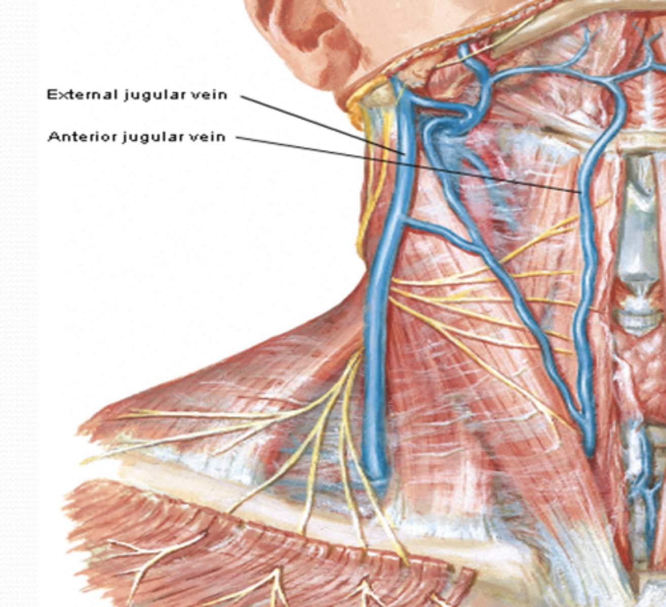 <p>What does the External jugular vein drain?</p>