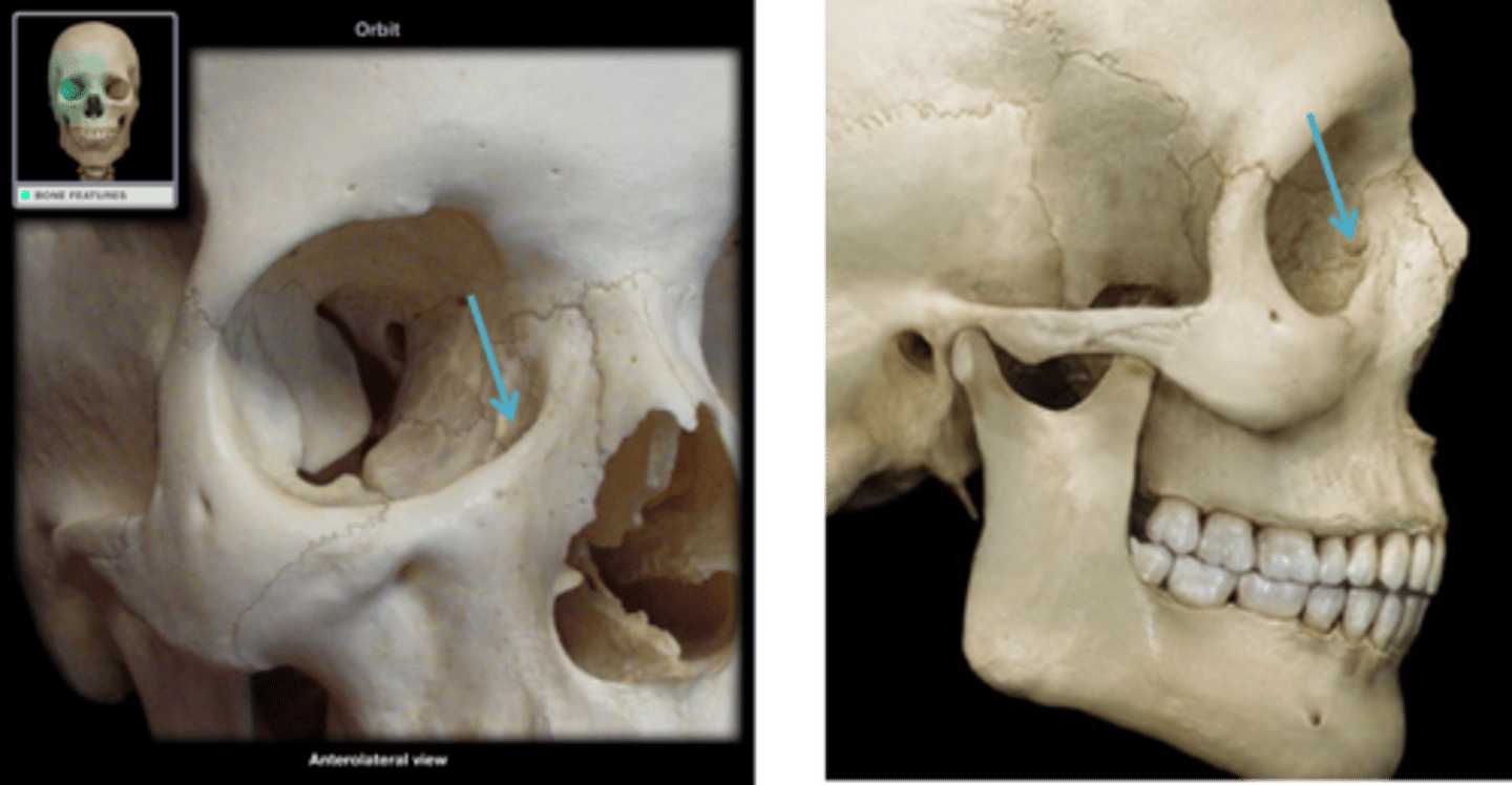 <p>Tear duct, lacrimal bone</p>