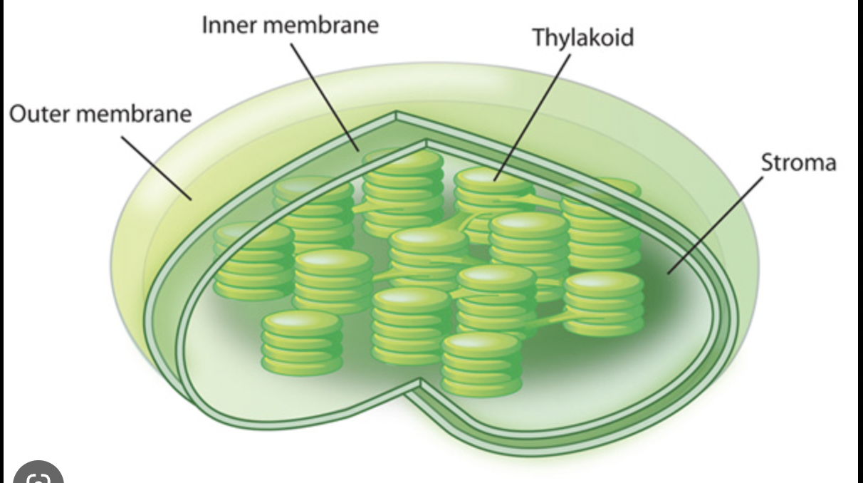 where photosynthesis takes place