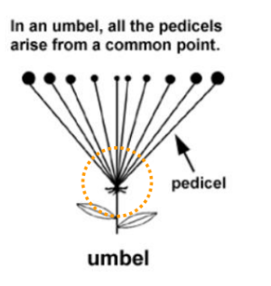 UMBEL