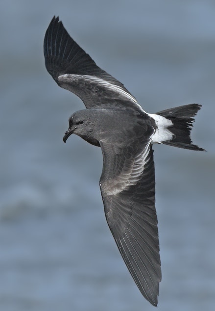 <p>All black plumage except for white underwings and white on the base of the tail, fluttering flight. </p>