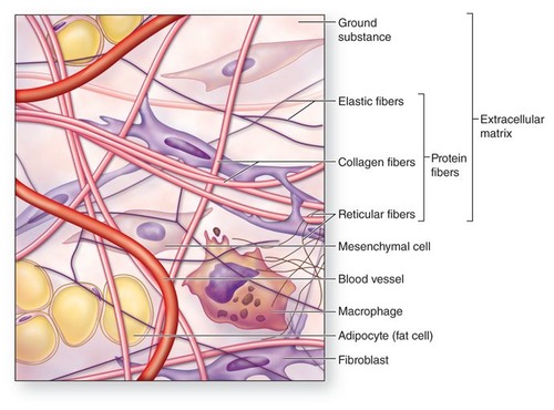 areolar, adipose (stores fat), reticular