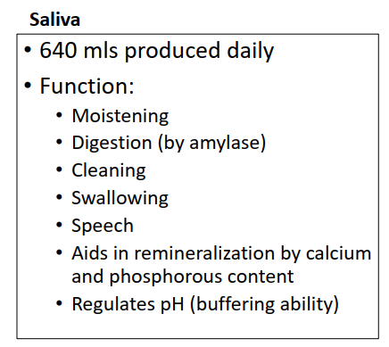 <ol><li><p>Moisten food and bind food together</p></li><li><p>Begin digestion (amylase) of carbohydrates</p></li><li><p>Cleanse mouth and aids in swallowing</p></li><li><p>Important for speech and articulation </p></li><li><p>Remineralization of enamel surface (reverse cavities) with the calcium and phosphate in saliva </p></li><li><p>Regulate pH in the mouth </p></li></ol><p></p>