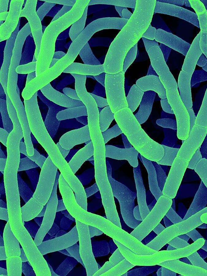 <ul><li><p>1 of the 6 basic morphological structures of bacteria</p></li><li><p>long rod </p></li></ul><p></p>