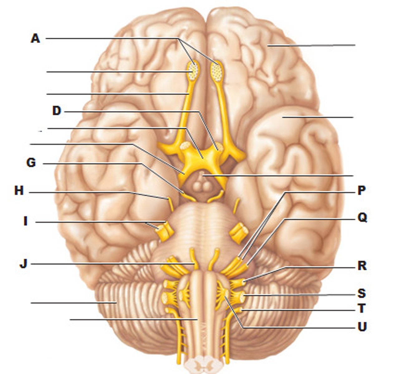 <p>(R)<br>function: mixed<br>Posterior tastebuds, Pharyngeal muscles. <span style="color: red">PARASYMPATHETIC</span> </p>