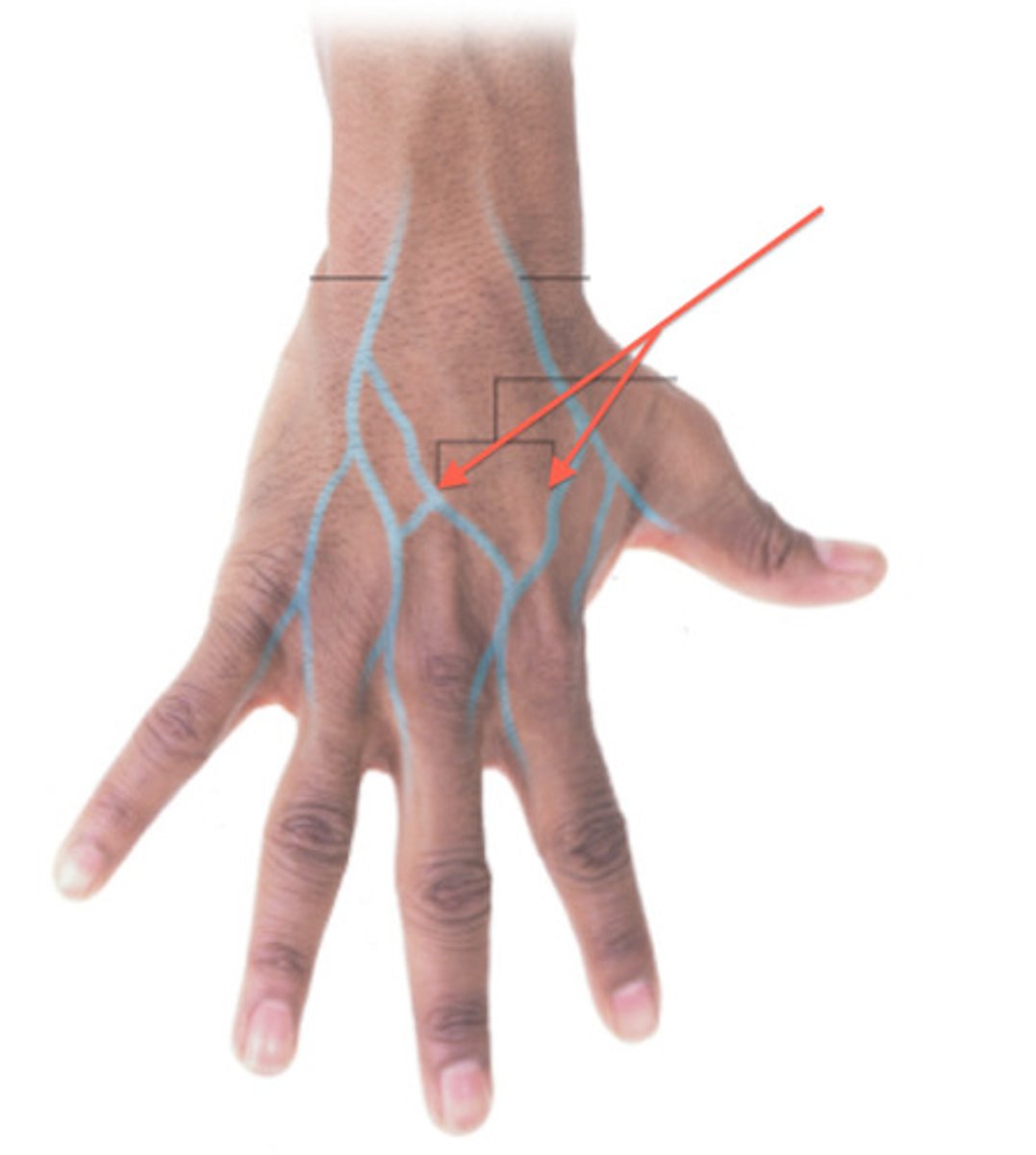 <p>back of hand</p>