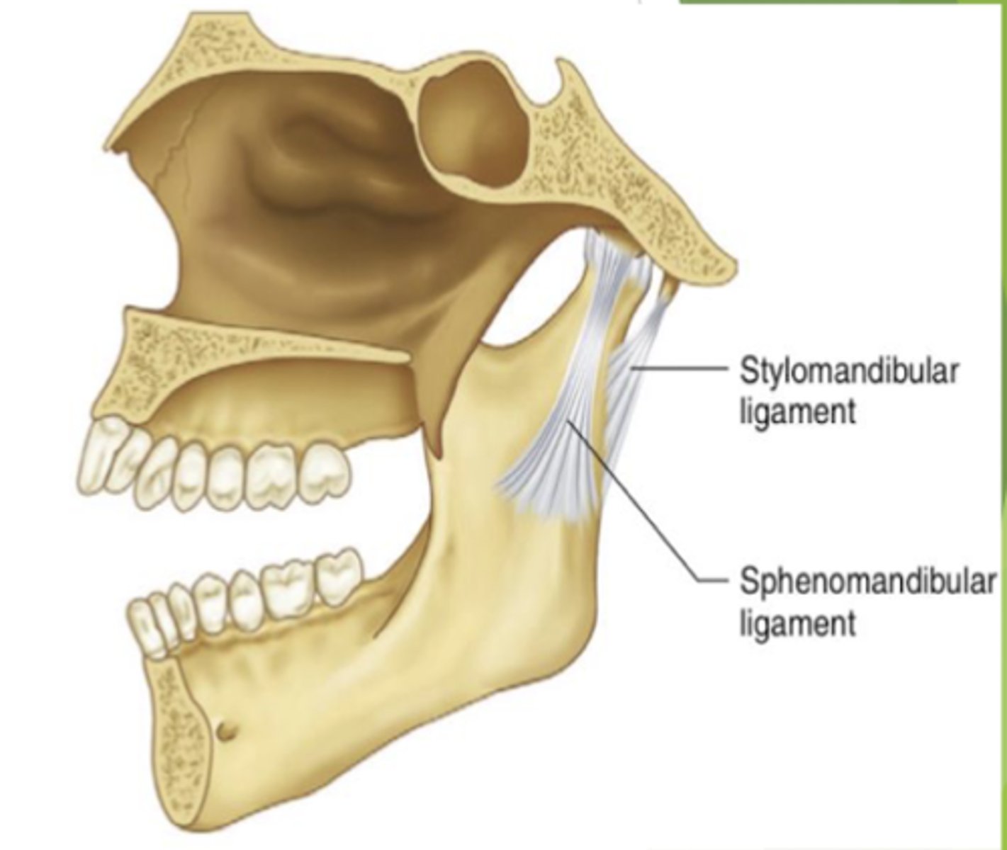 <p>limits inferior distention of the mandible </p>