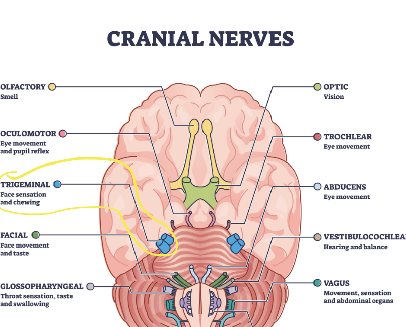<p><span style="background-color: transparent;"><strong><span>Cranial Nerve V (Trigeminal)</span></strong></span></p>