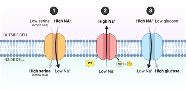 <p>Which statements accurately describe how the system would change if the concentration of Protein #2 in the membrane increased? Select <strong>all</strong> that apply.&nbsp;</p><ul><li><p><span>a. The concentration gradient of Na<sup>+</sup> would increase.</span></p></li><li><p><span>b. The concentration gradient of Na<sup>+</sup> would decrease.&nbsp;</span></p></li><li><p><span>c. Serine would be transported into the cell at a faster rate.</span></p></li><li><p><span>d. Serine would be transported into the cell at a slower rate.</span></p></li><li><p><span>e. Glucose would be transported into the cell at a faster rate.&nbsp;</span></p></li><li><p><span>f. Glucose would be transported into the cell at a slower rate.</span></p></li></ul><p></p>