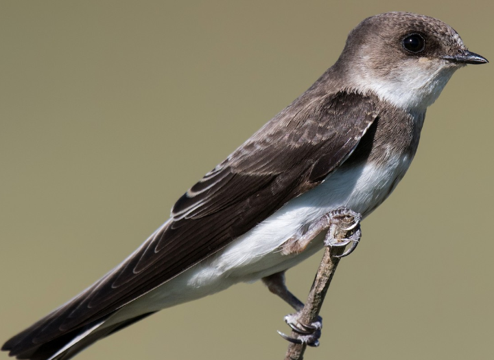 <p>What bird is this? </p>