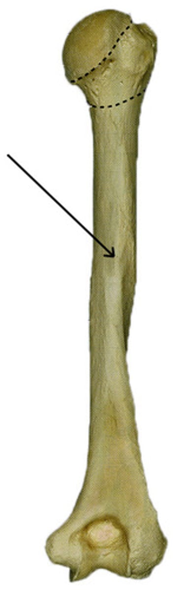 <p>runs down the posterior side of the shaft</p>