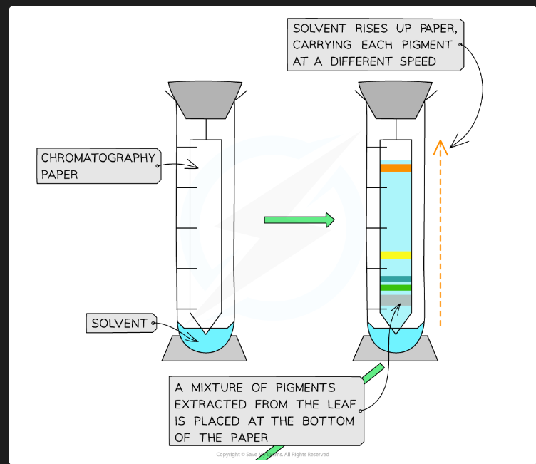 <ul><li><p>Without a lid, the <strong>solvent will evaporate</strong> from the surface of the plate as it moves up.</p></li><li><p>This will <strong>slow down</strong> the movement of the solvent front, so the <strong>solvent front will not travel as far</strong> as it should.</p></li><li><p>This would lead to <strong>higher (and inaccurate) </strong><span><strong><span>R</span><sub><span>f</span></sub></strong></span><strong> values</strong>, as the denominator (<span><span>distance moved by solvent front</span></span>) would be artificially small.</p></li></ul><p></p>