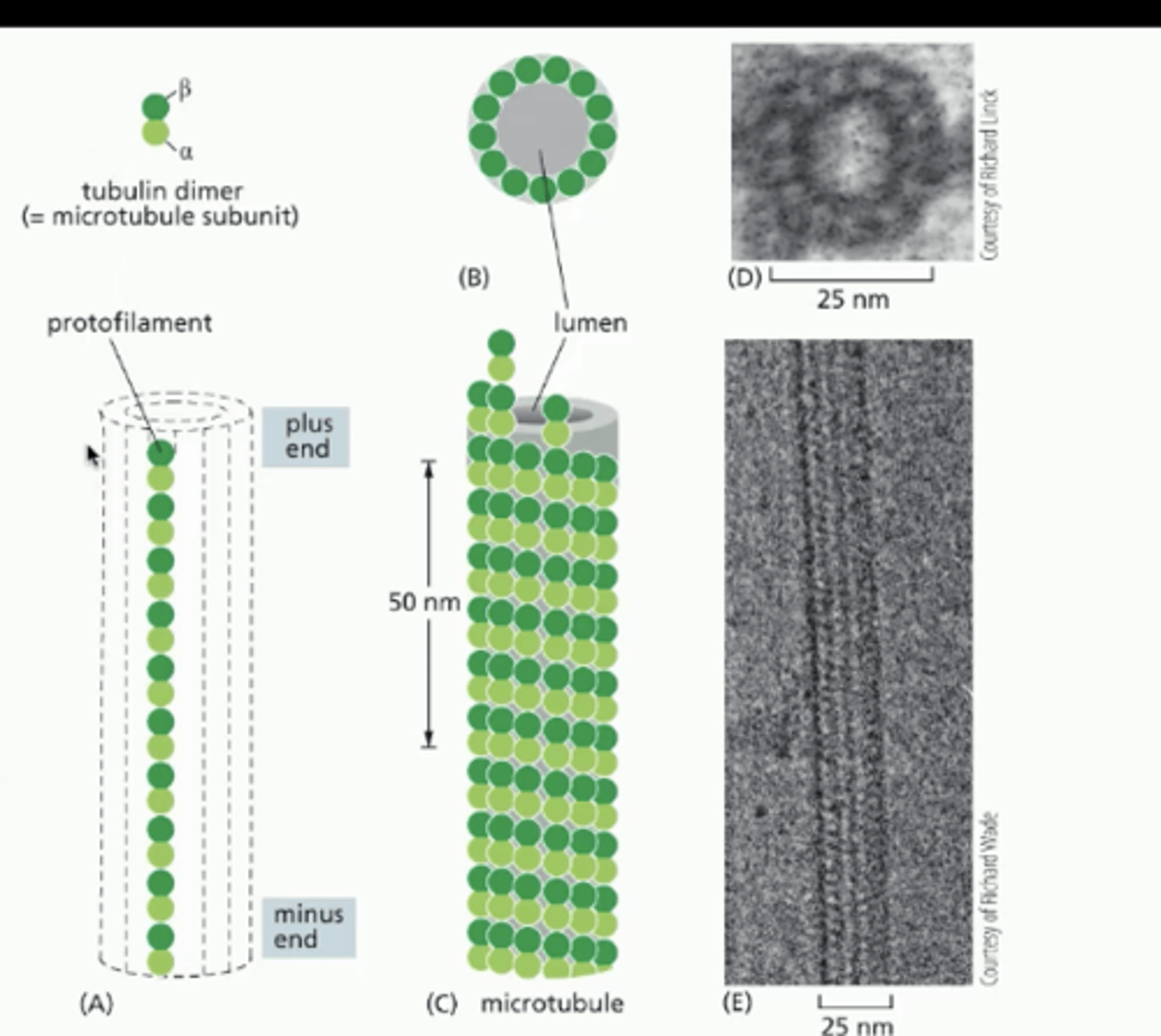 <p>tubulin heterodimer has a POS beta and NEG alpha end</p><p>- subunits stack pos neg pos neg</p><p>- heterodimers are added to the plus BETA end</p><p>- 13 protofilaments/heterodimer stacks form a microtubule</p>