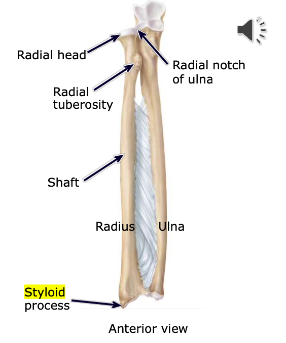 <p>Styloid processes</p>