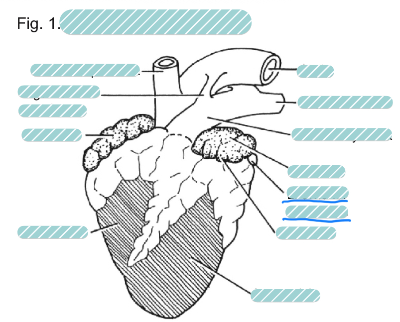 <p>What is the underlined label?</p>