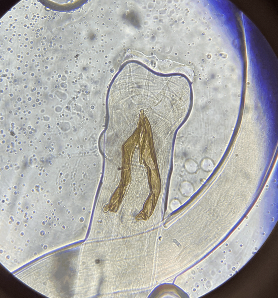 <p>Male or female</p>